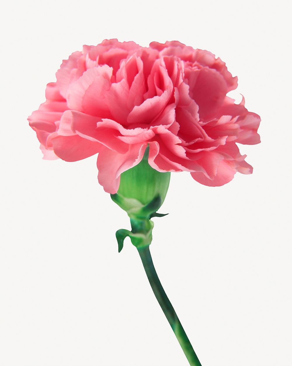 Pink carnation flower, botanical collage element psd