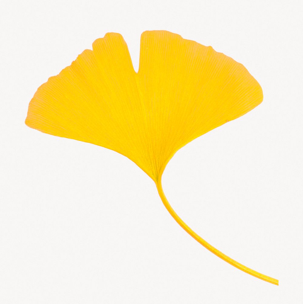 Yellow ginkgo leaf, botanical collage element
