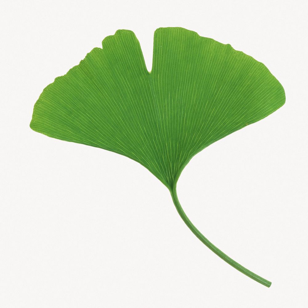 Green ginkgo leaf, botanical collage element