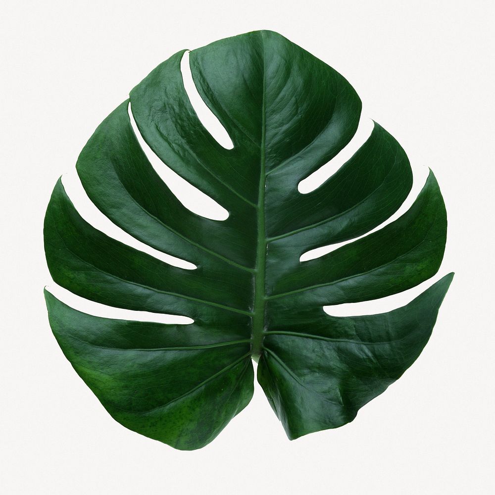 Monstera leaf, botanical collage element psd