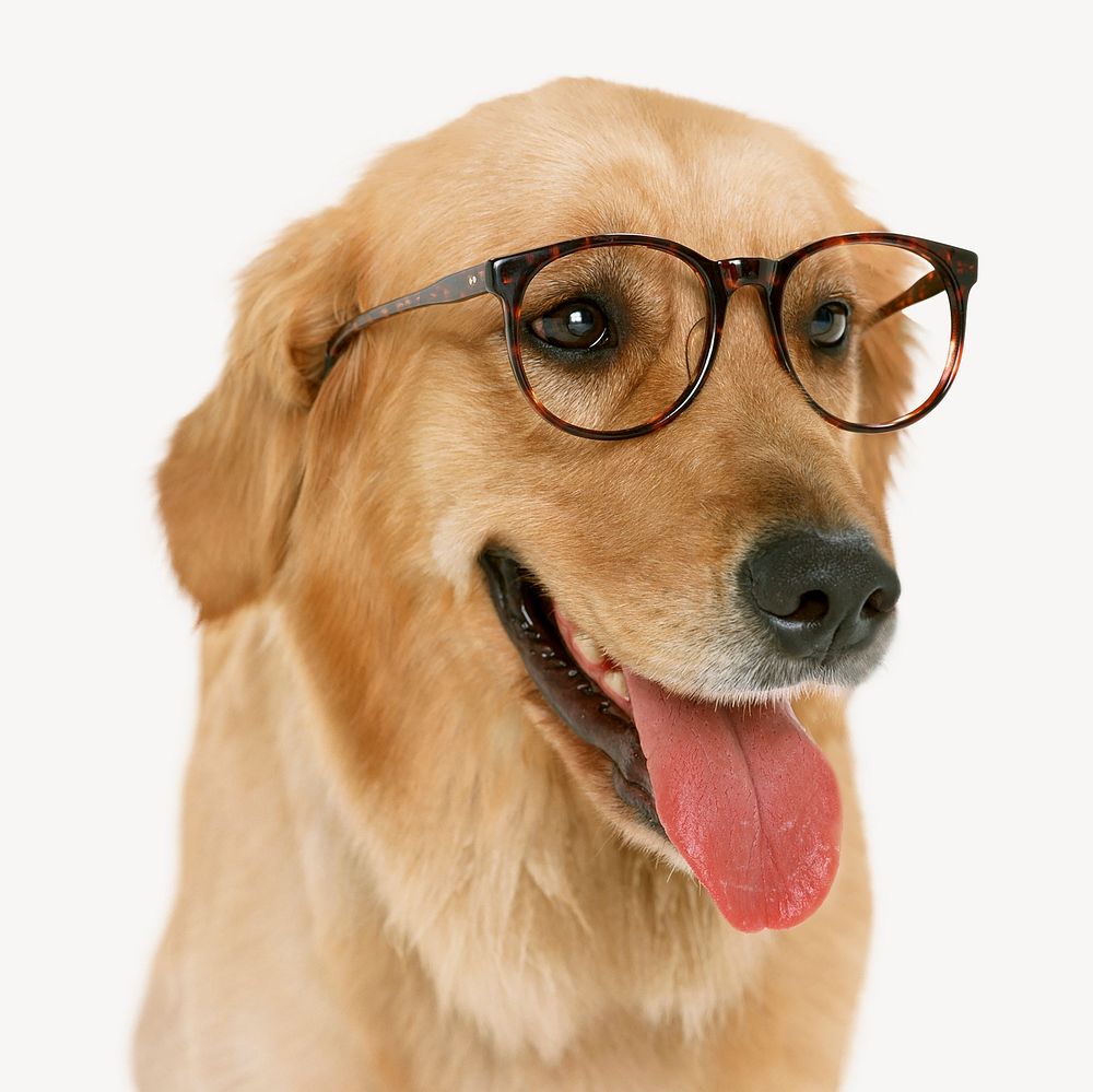 Golden retriever dog wearing glasses psd