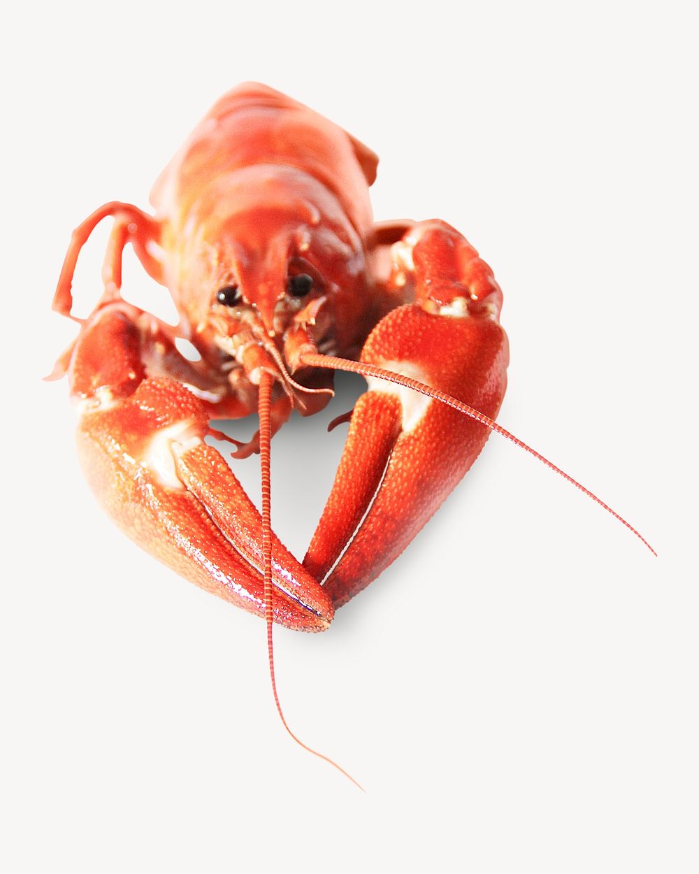 Red crayfish, isolated animal image psd
