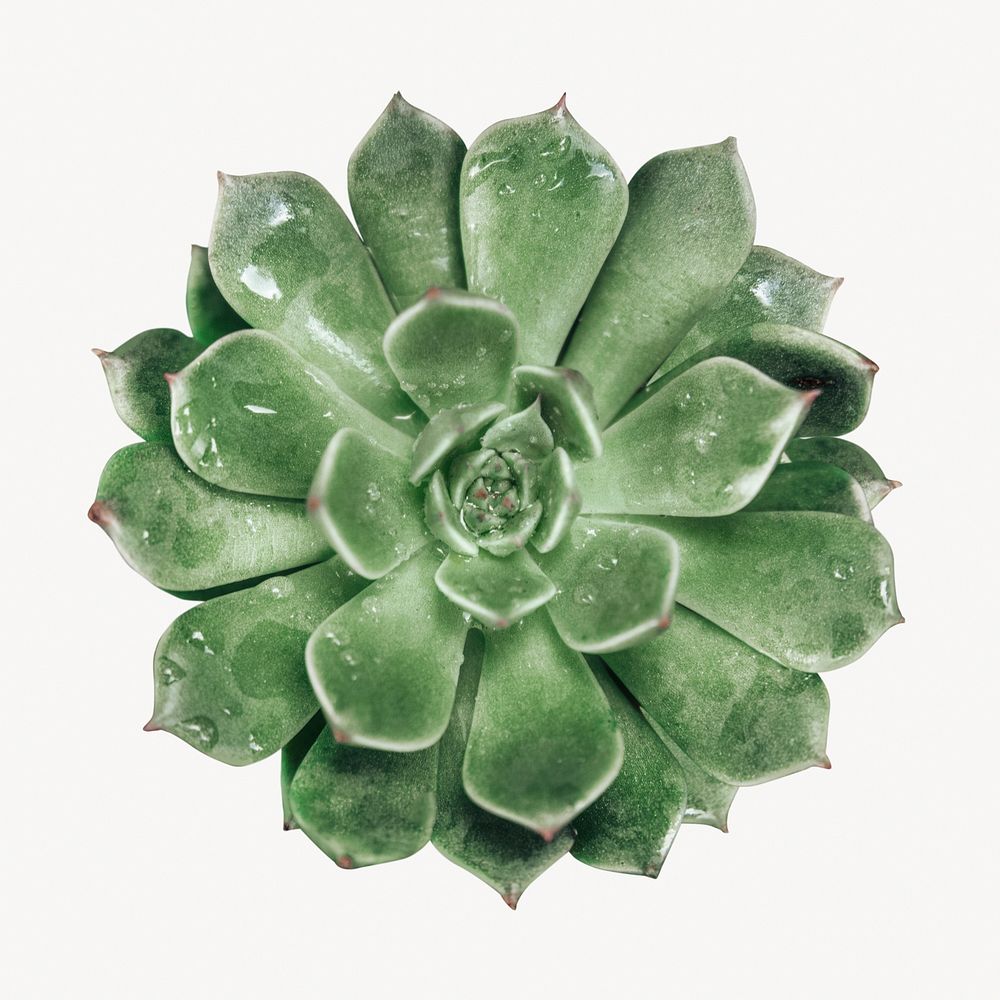 Succulent plant on white background