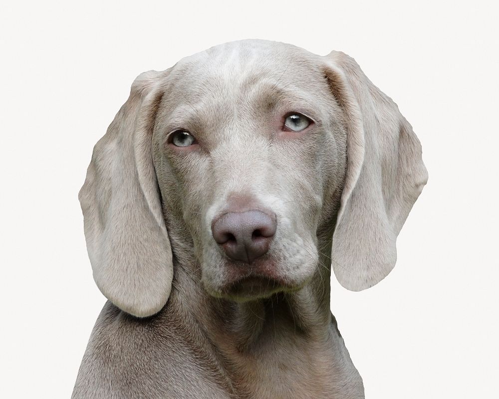 Gray Weimaraner dog, isolated animal image