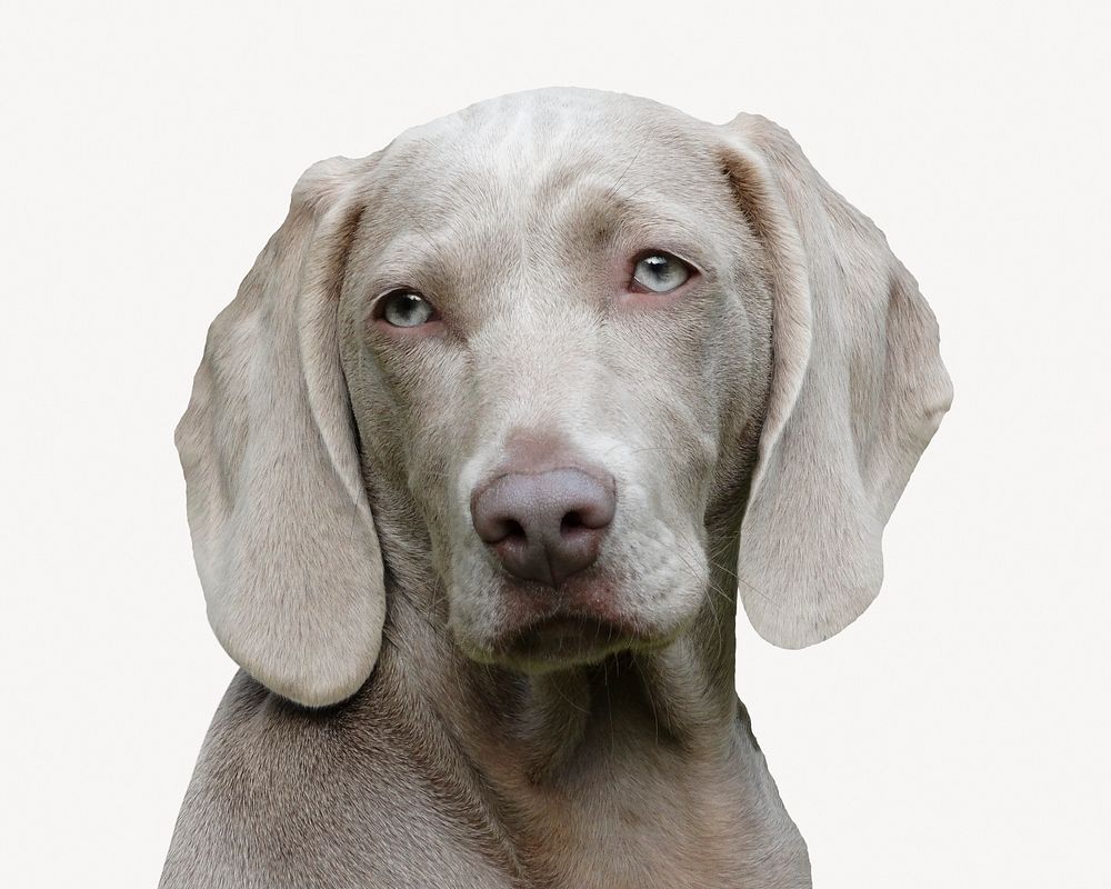 Gray Weimaraner dog, isolated animal image psd