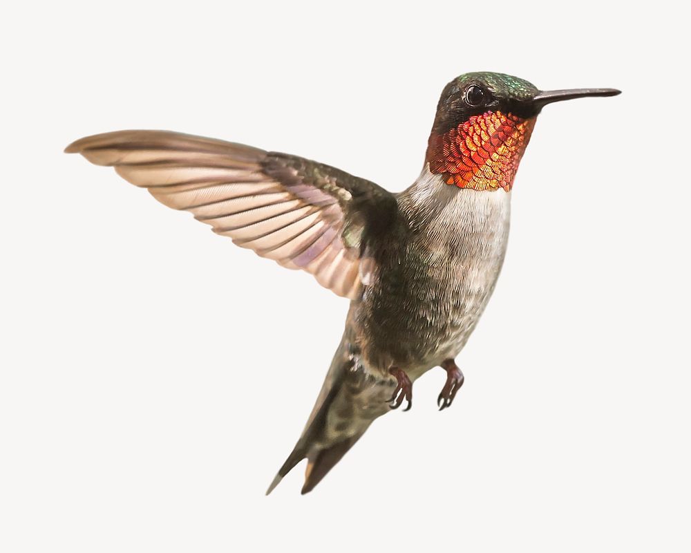 Hummingbird, isolated animal image