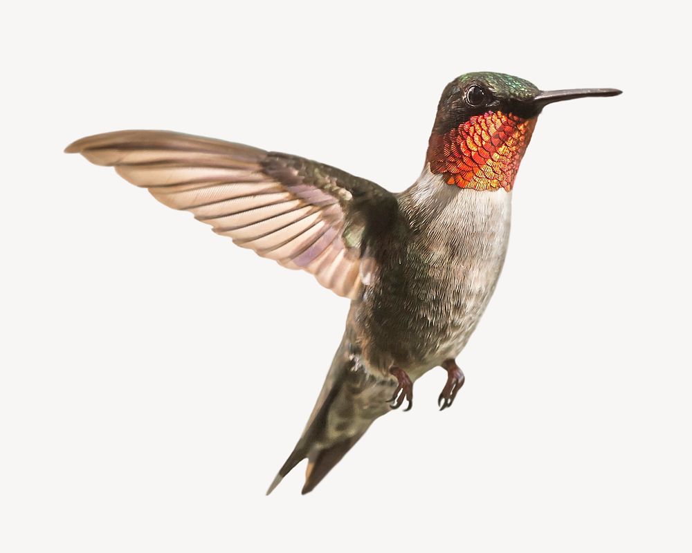 Hummingbird, isolated animal image psd