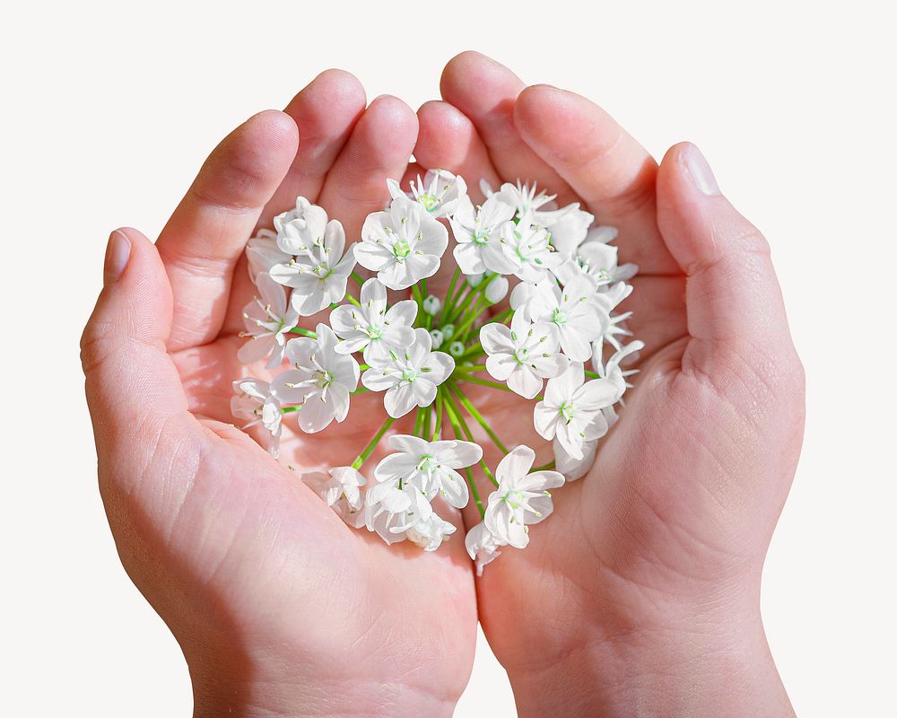 White flower in cupping hands psd