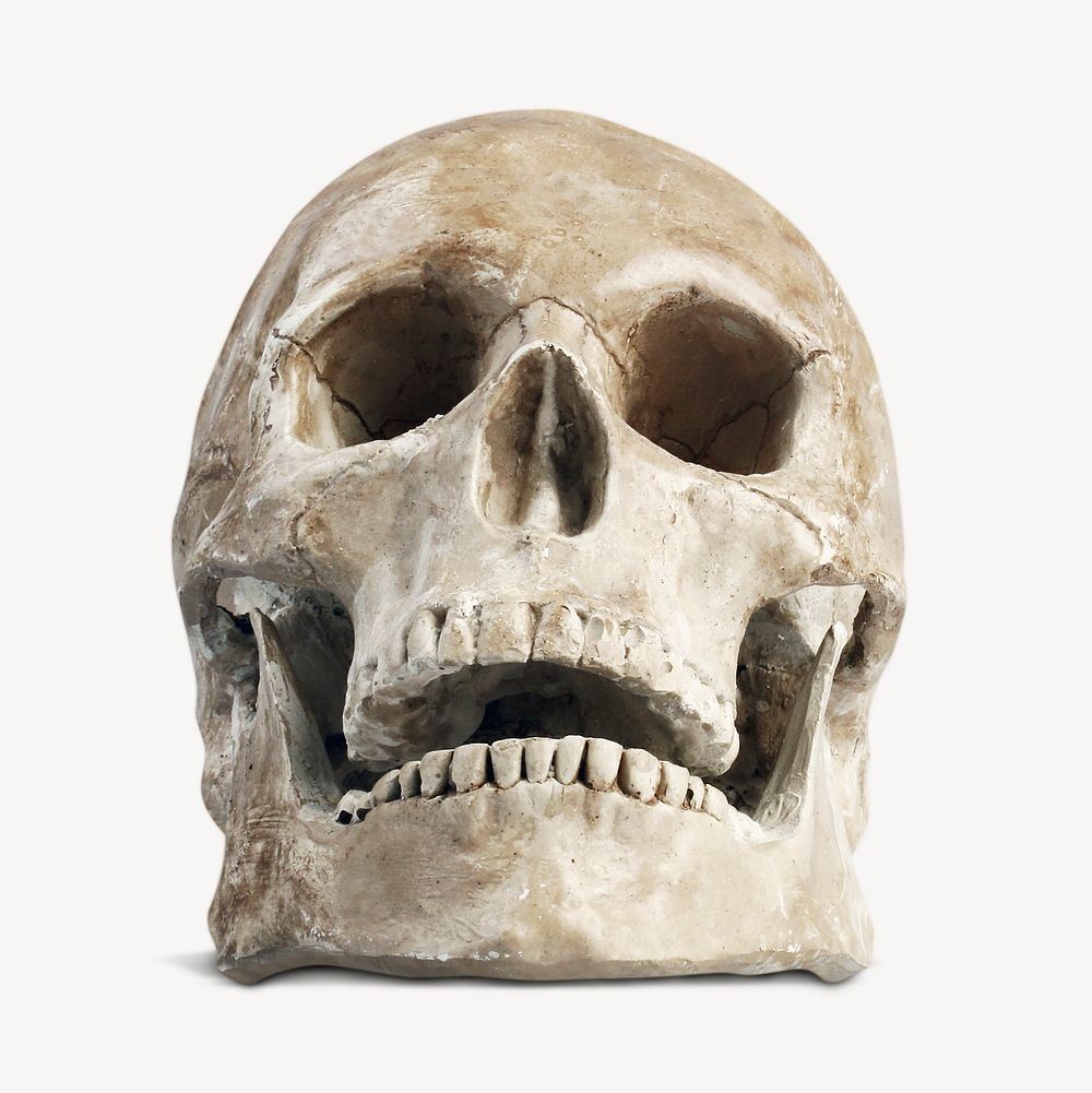 Human skull, Halloween decoration image psd
