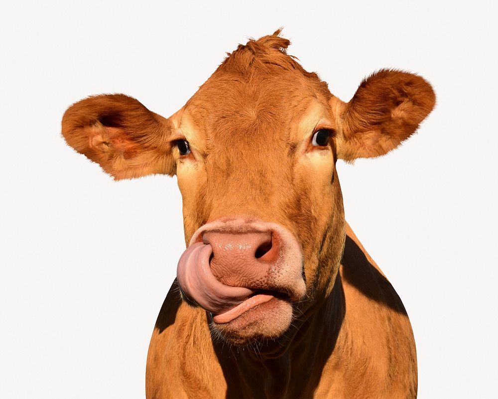 Cow licking nose, farm animal image psd