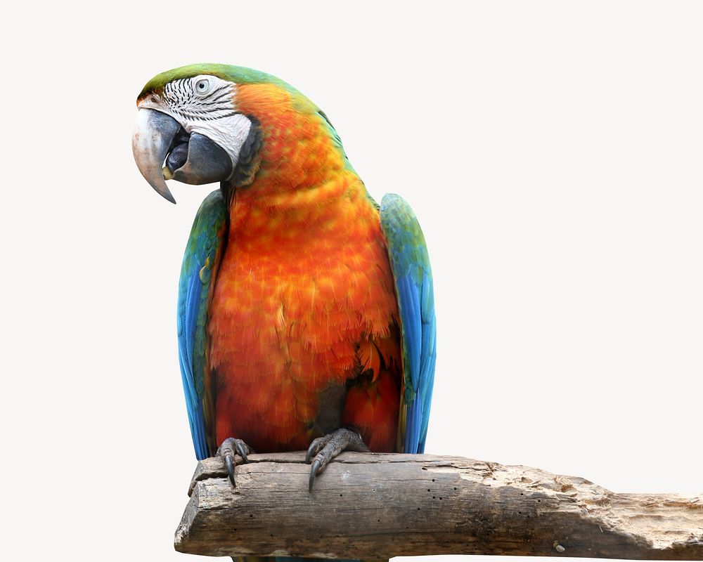 Parrot bird, isolated animal image psd