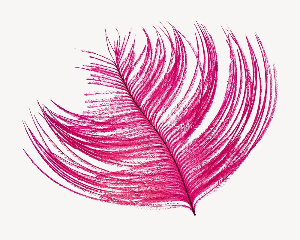 Pink feather collage element, isolated image psd