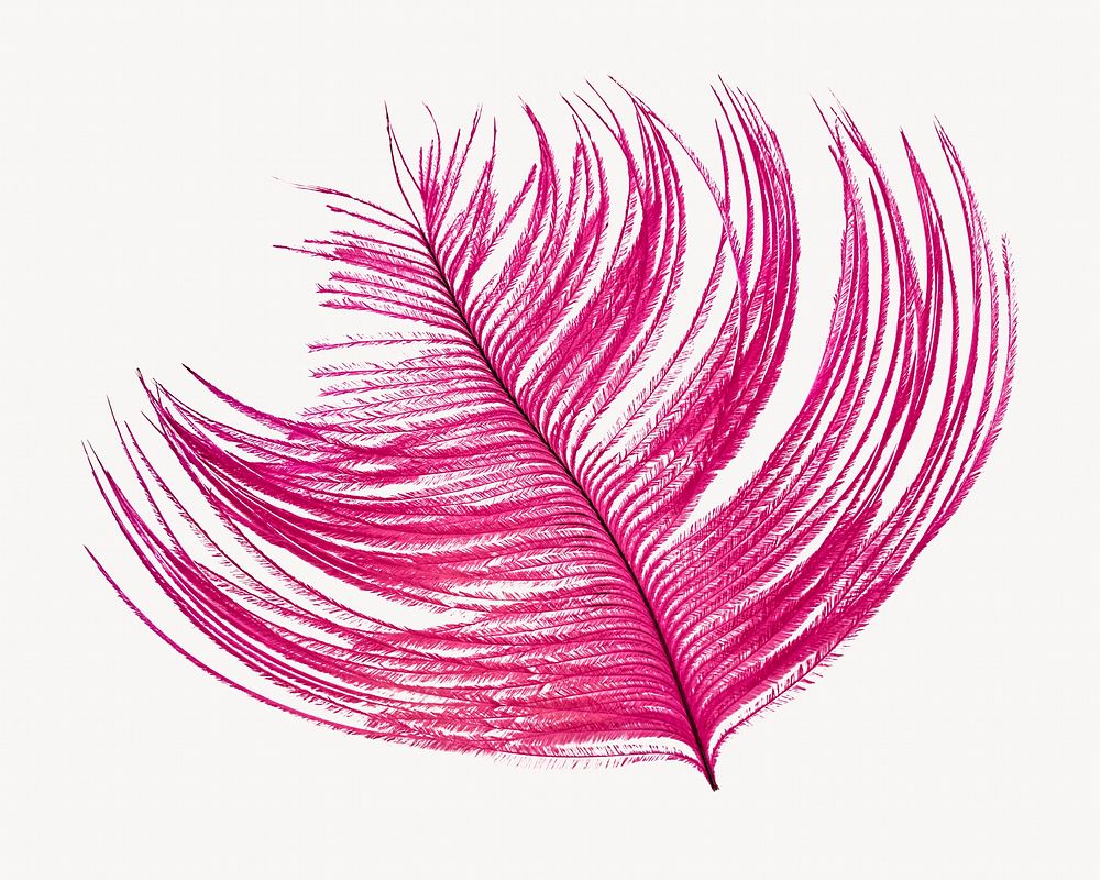 Pink decorative feather isolated image Free Photo rawpixel