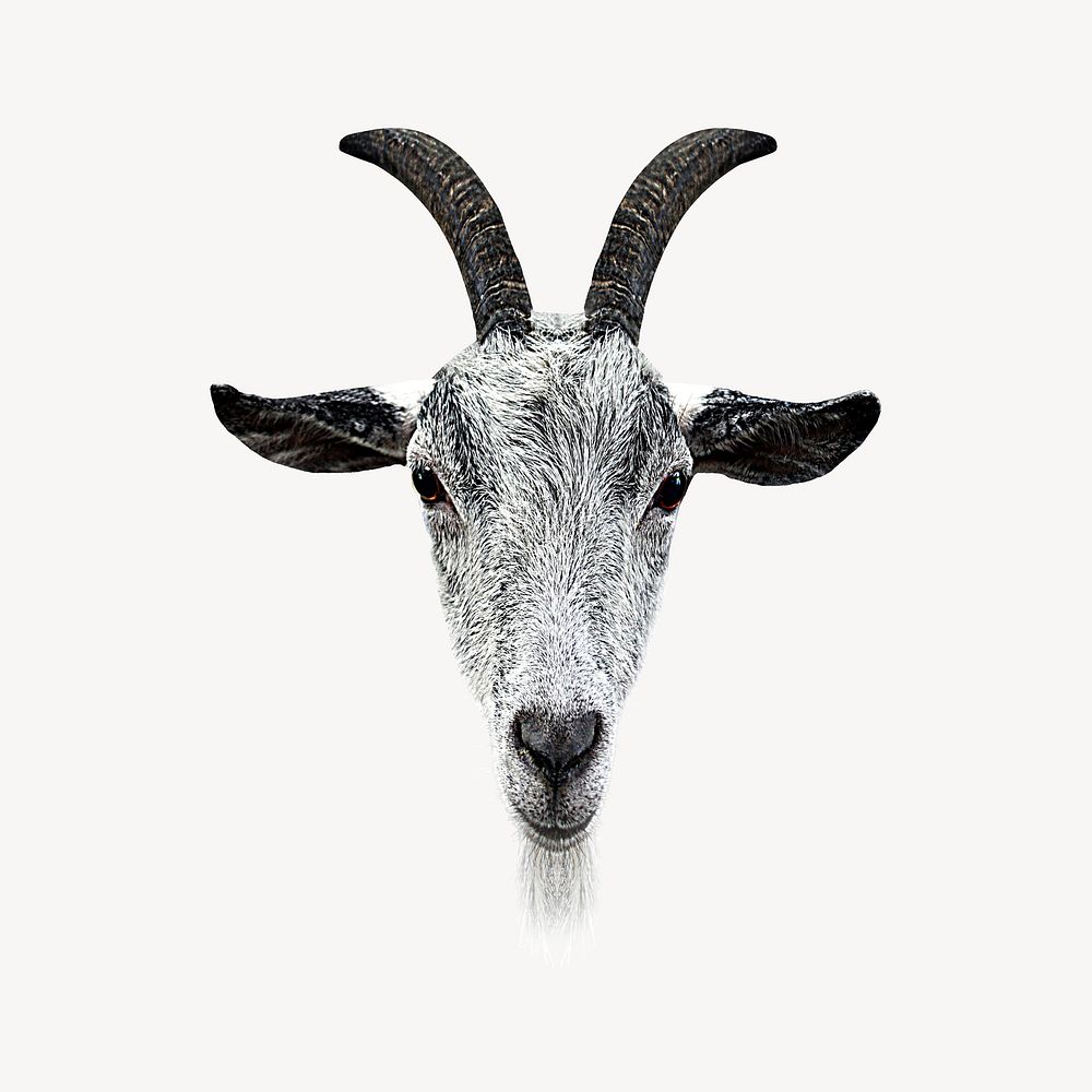 Goat face, isolated animal image psd