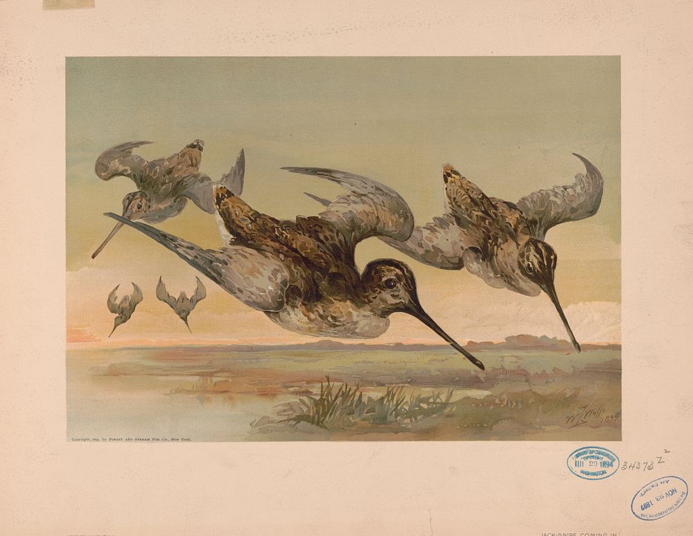 Jack-Snipe coming in / W.L. Wells 1894.