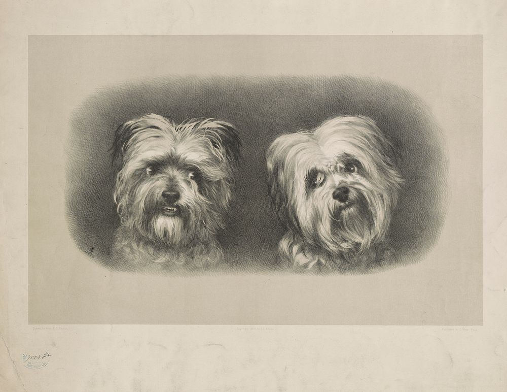 [Two terriers]