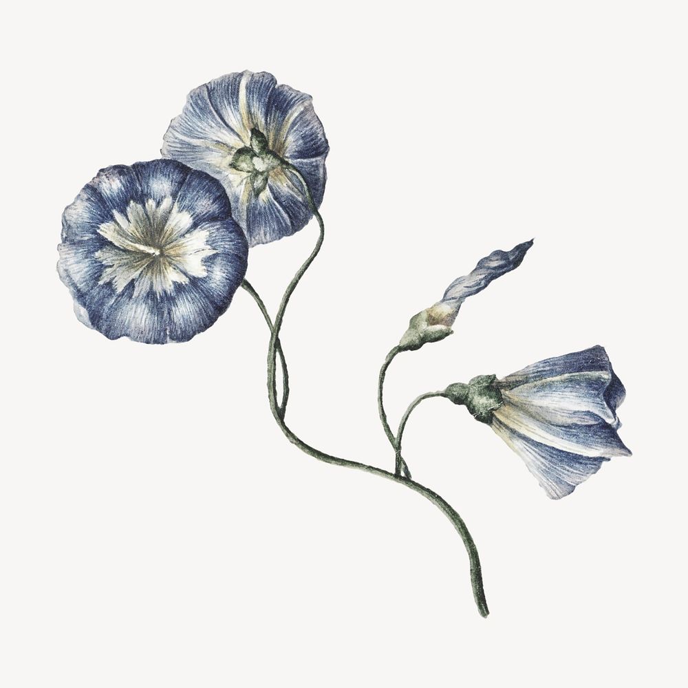 Blue orchid flower branch, botanical illustration psd