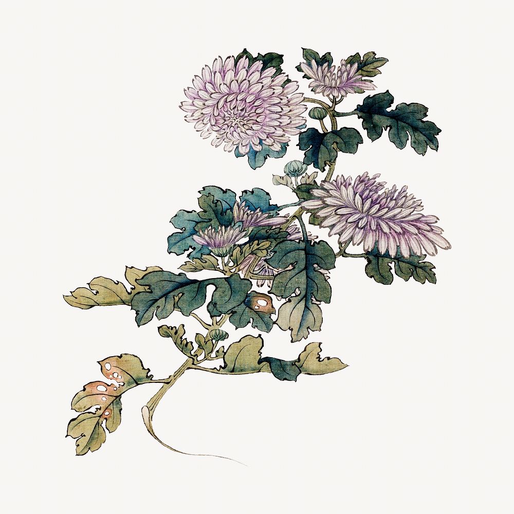 Japanese chrysanthemum.   Remastered by rawpixel. 
