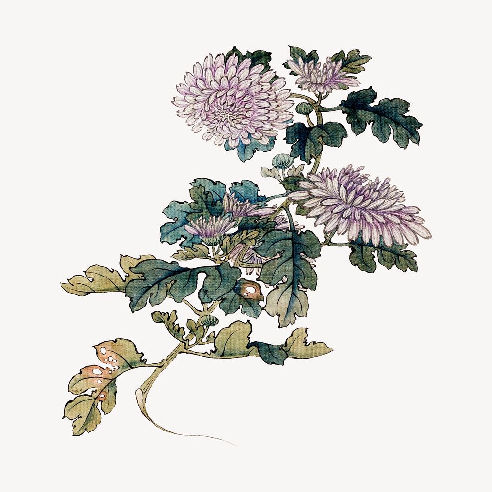 Japanese chrysanthemum psd. Remastered by rawpixel. 