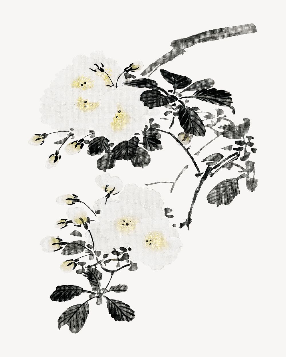 Japanese white flowers psd.   Remastered by rawpixel. 