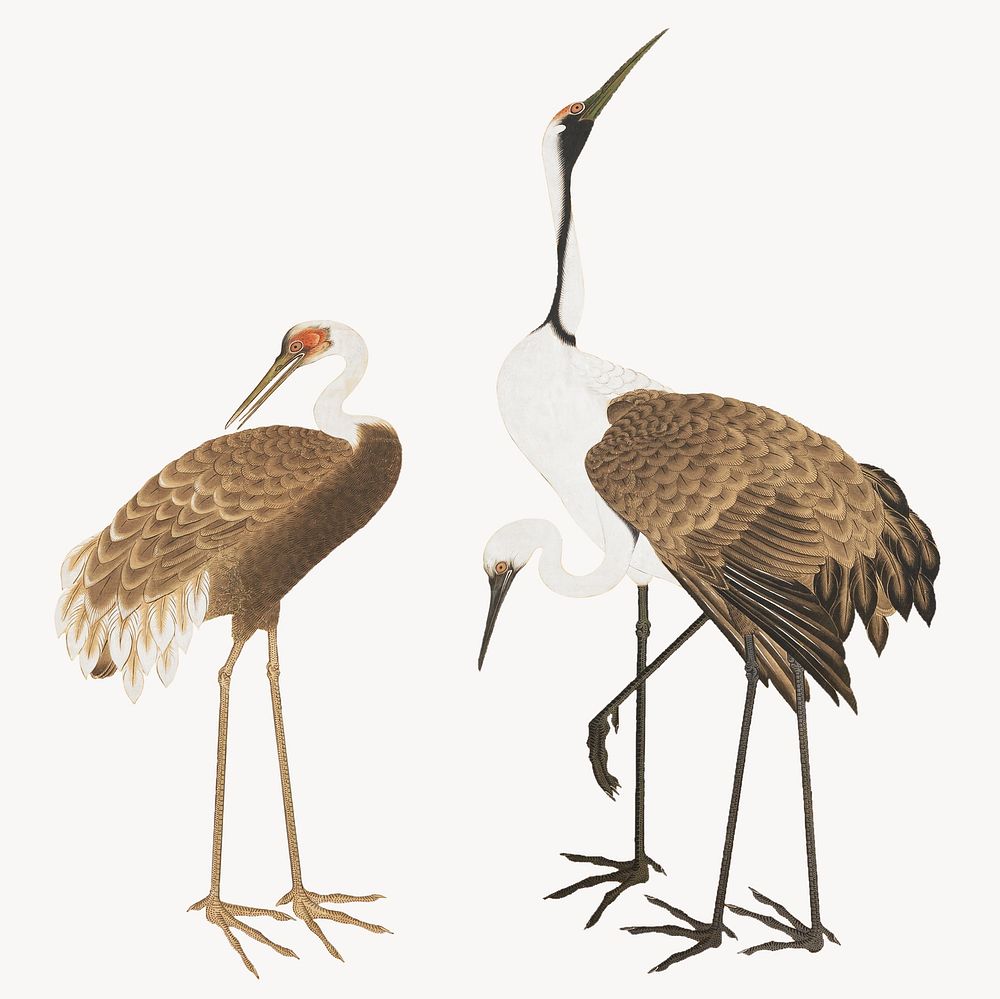 Japanese cranes.   Remastered by rawpixel. 