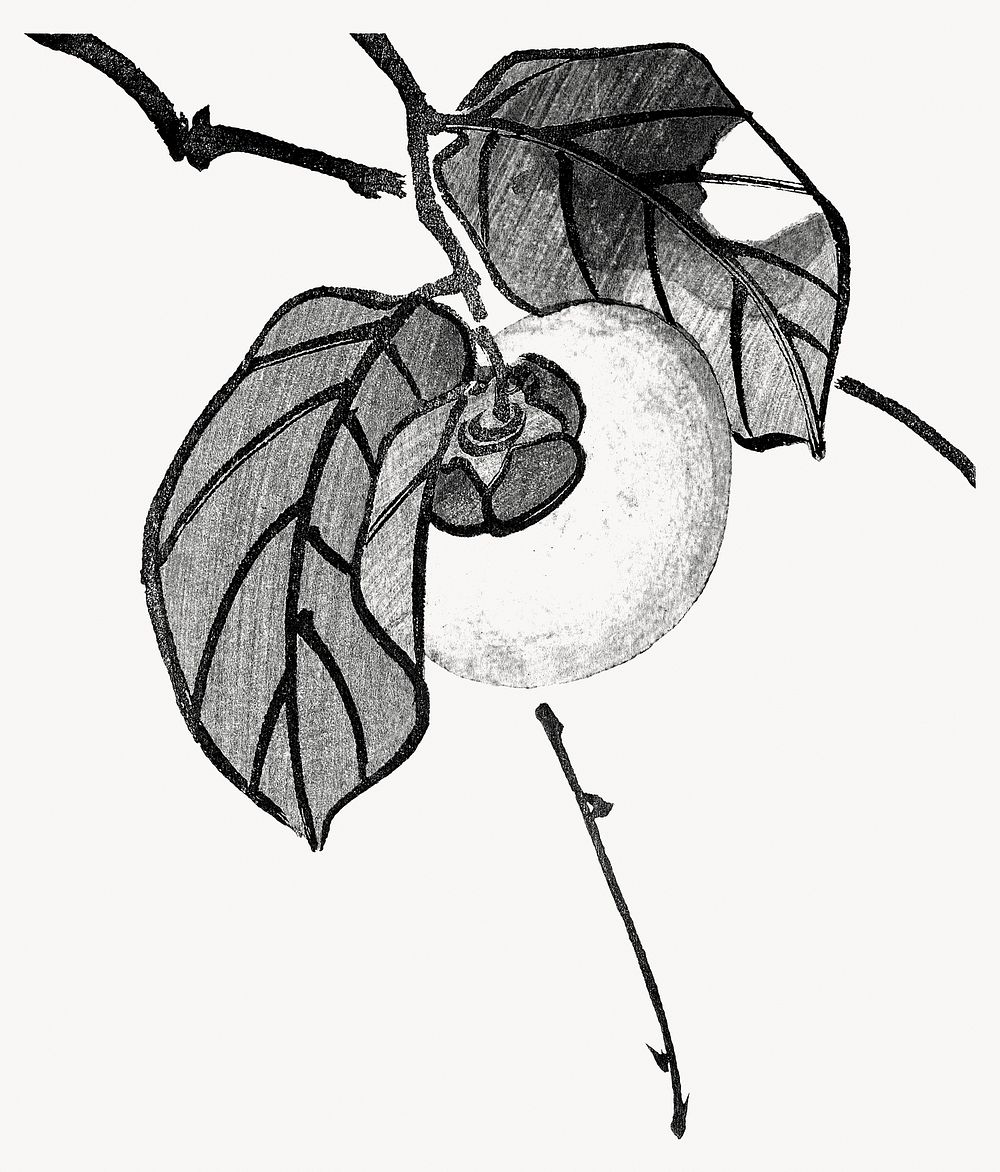 Shunsei's Persimmon fruit, vintage illustration. Remixed by rawpixel.