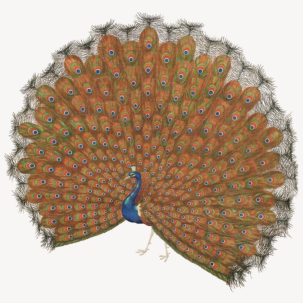 Japanese peacock psd.   Remastered by rawpixel. 