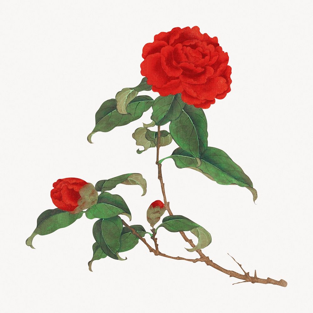 Red camellia.  Remastered by rawpixel. 