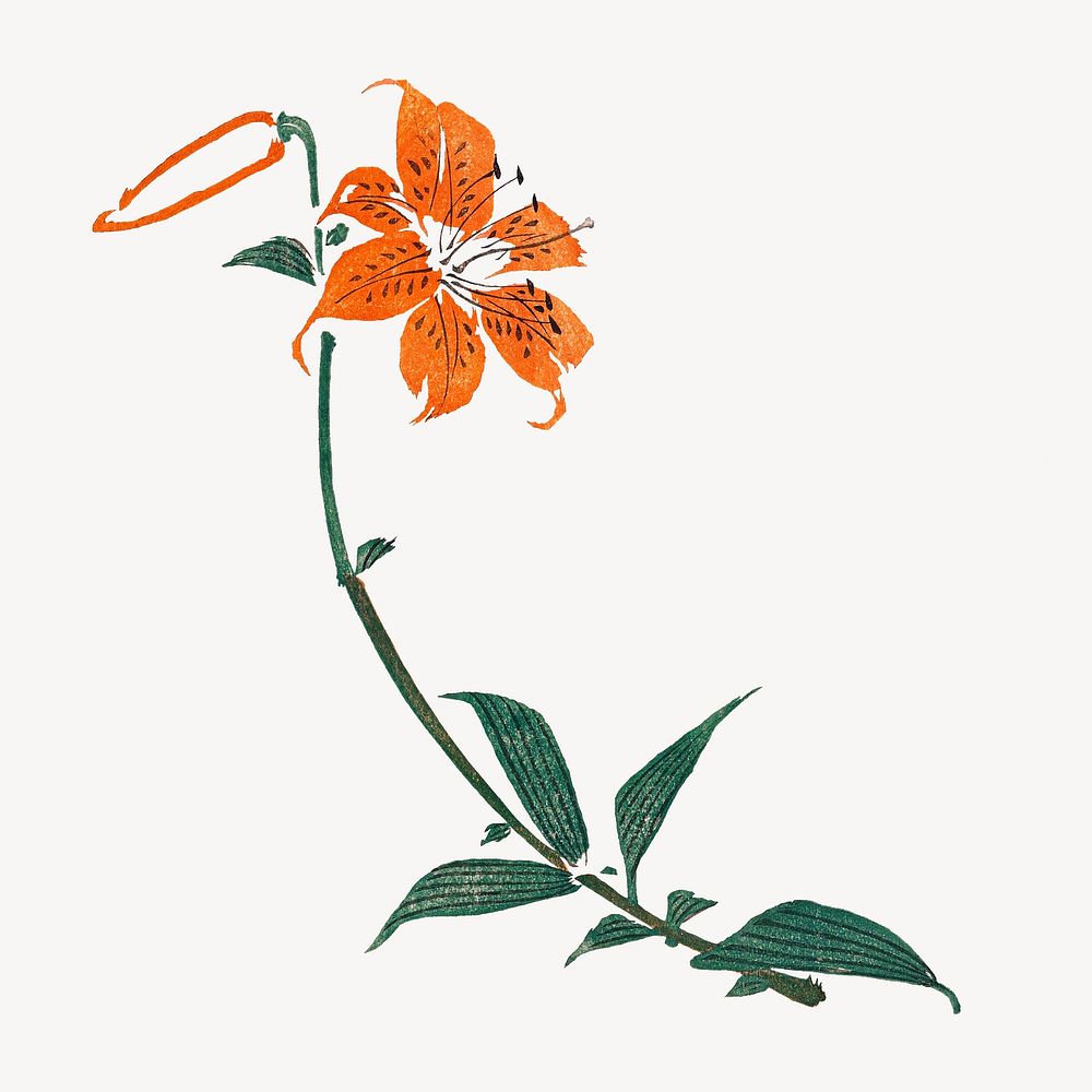 Vintage tiger lily psd.   Remastered by rawpixel. 