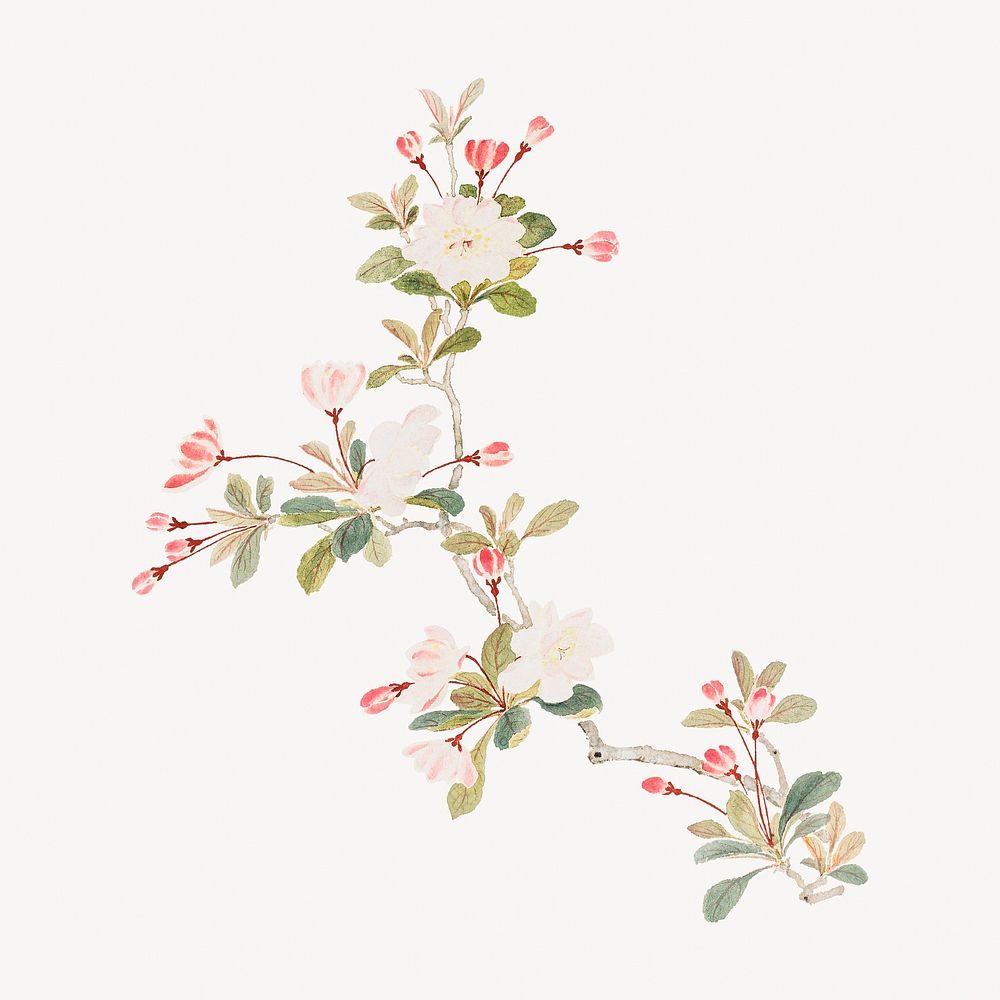 Vintage crab-apple blossom.   Remastered by rawpixel. 