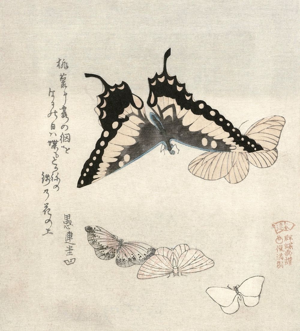 Kubota Shunman's Vijf vlinders (1890-1900) vintage butterflies illustration. Original public domain image from the…