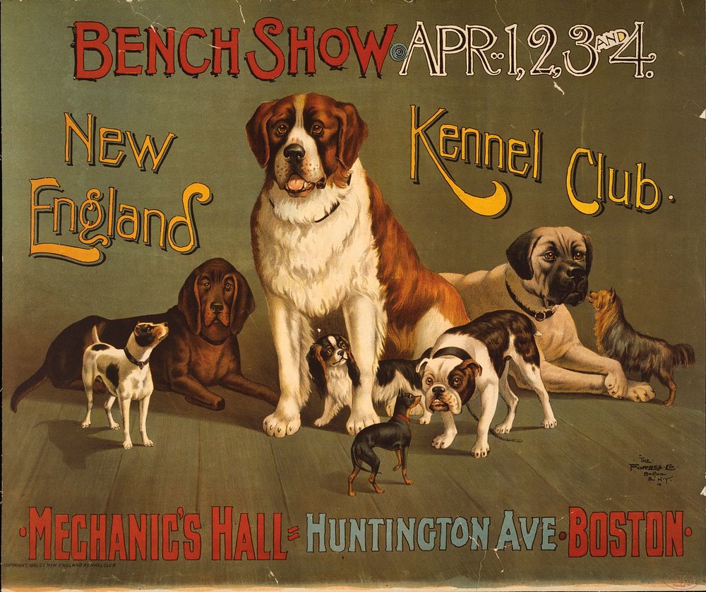 Bench show. New England Kennel Club