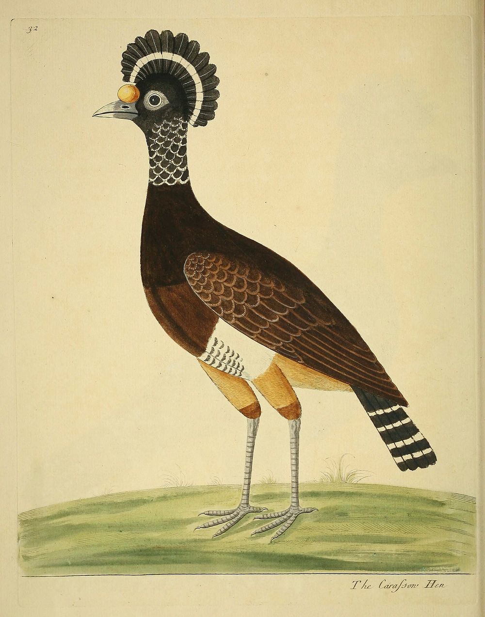 Original public domain image from Biodiversity Heritage Library.