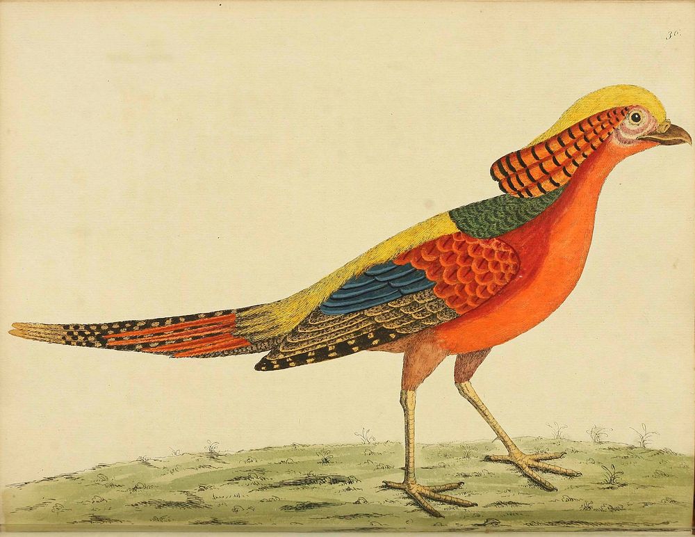 Original public domain image from Biodiversity Heritage Library.