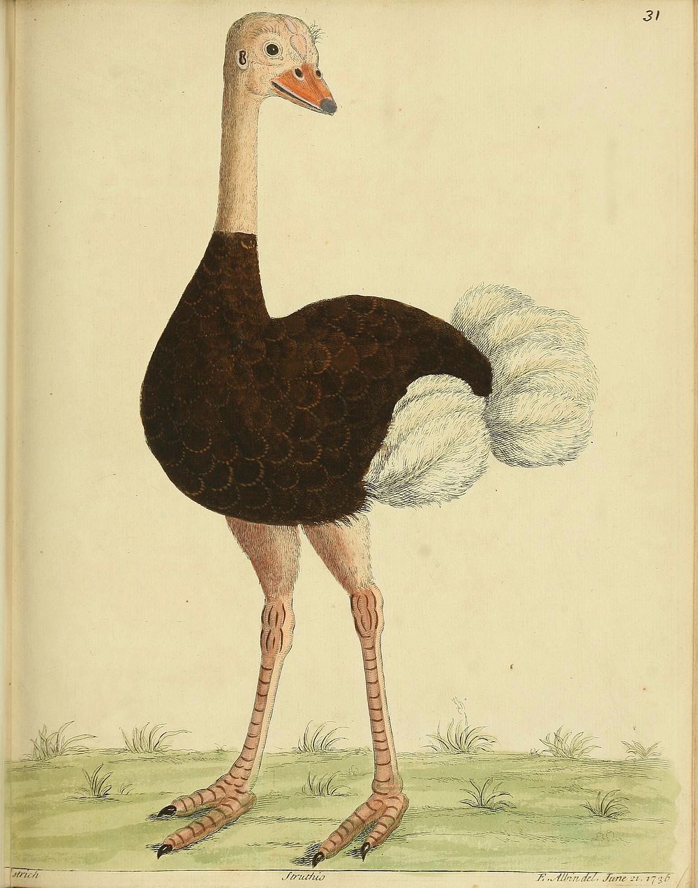 Original public domain image from Biodiversity Heritage Library.