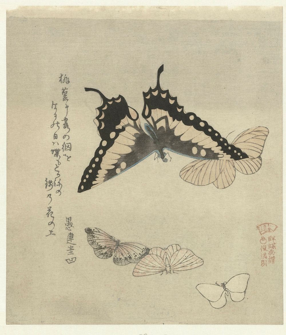 Vijf vlinders, Kubota Shunman, (c.1890 - c.1900) print in high resolution by Kubota Shunman. Original from the Rijksmuseum. 