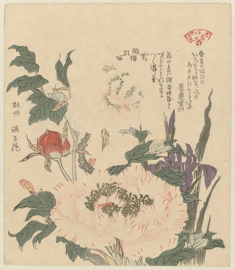 Pioenrozen en irissen ( c.1890 - c.1900) print in high resolution by Kubota Shunman. Original from the Rijksmuseum.