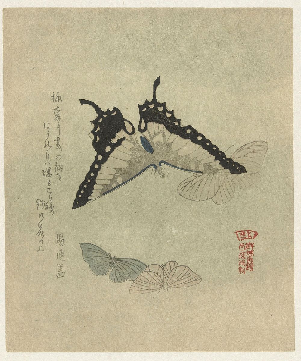 Vier vlinders, Kubota Shunman, (c.1880 - c.1900) print in high resolution by Kubota Shunman. Original from the Rijksmuseum. 