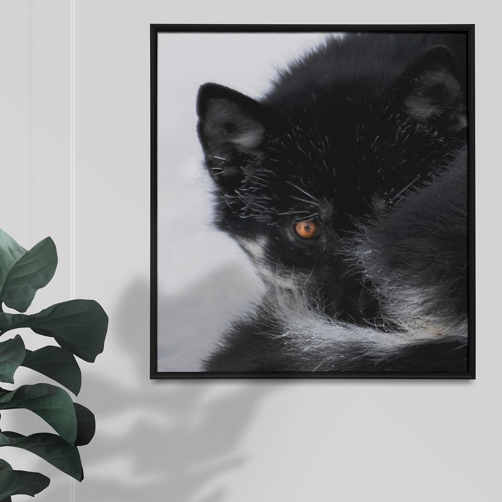 Framed black fox photo, wall decoration