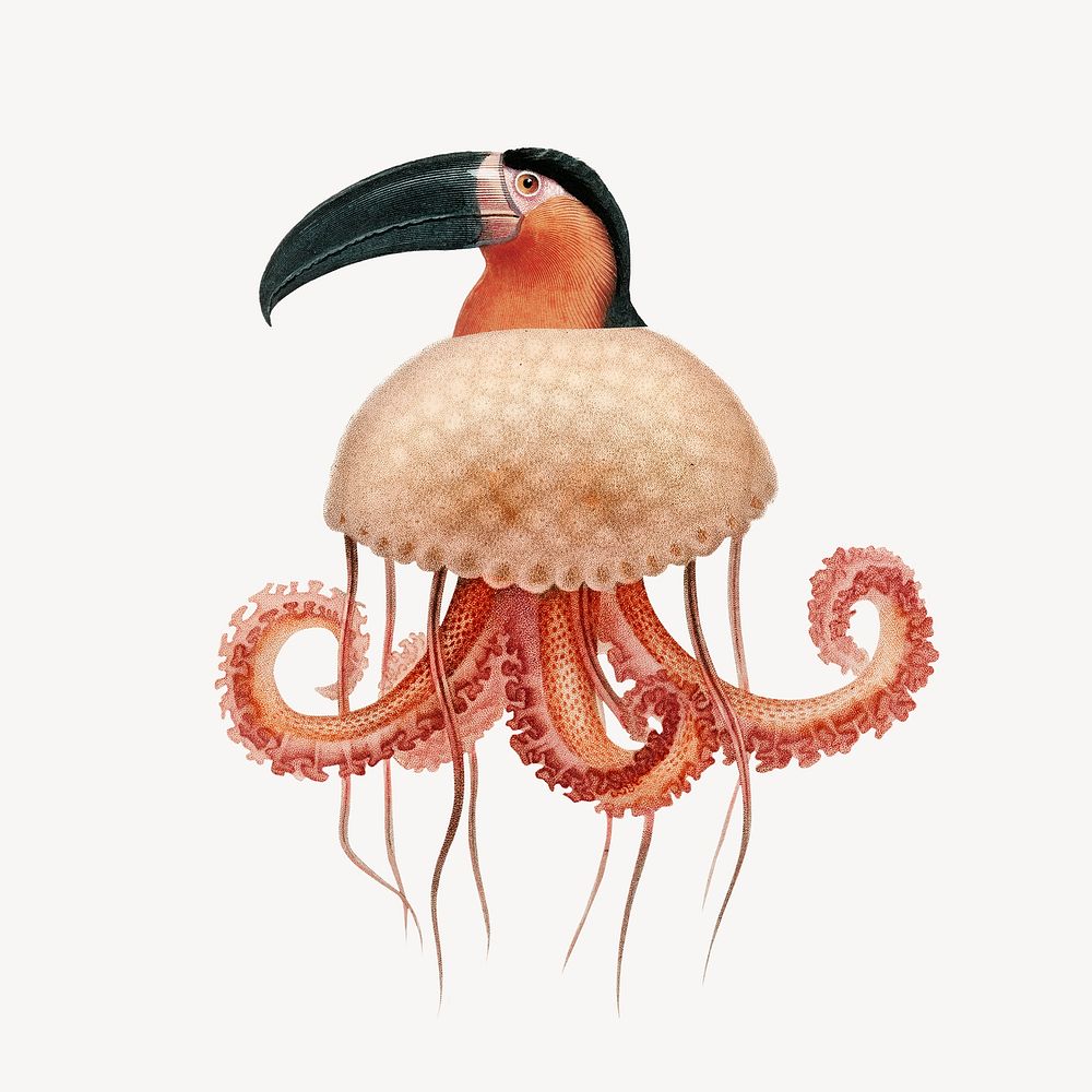 Toucan bird collage element, vintage animal illustration remix psd