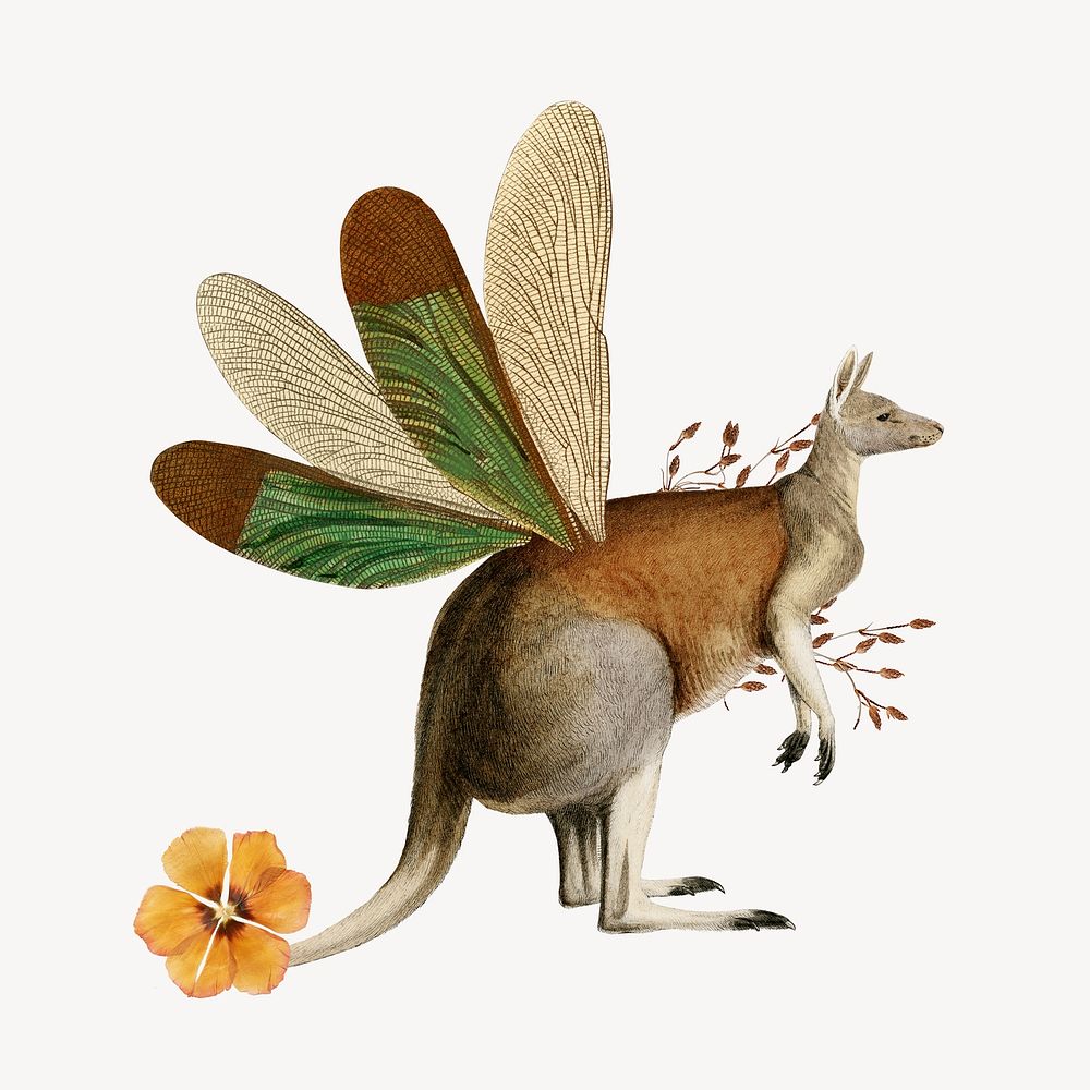 Kangaroo collage element, vintage animal illustration remix psd