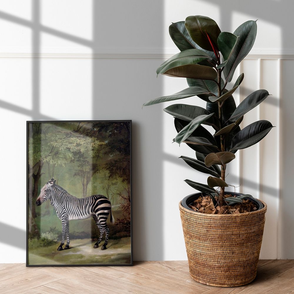 Framed zebra photo with houseplant, home decor