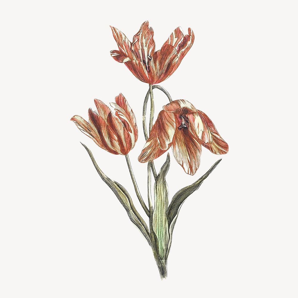 Tulip flowers, Spring botanical collage element psd