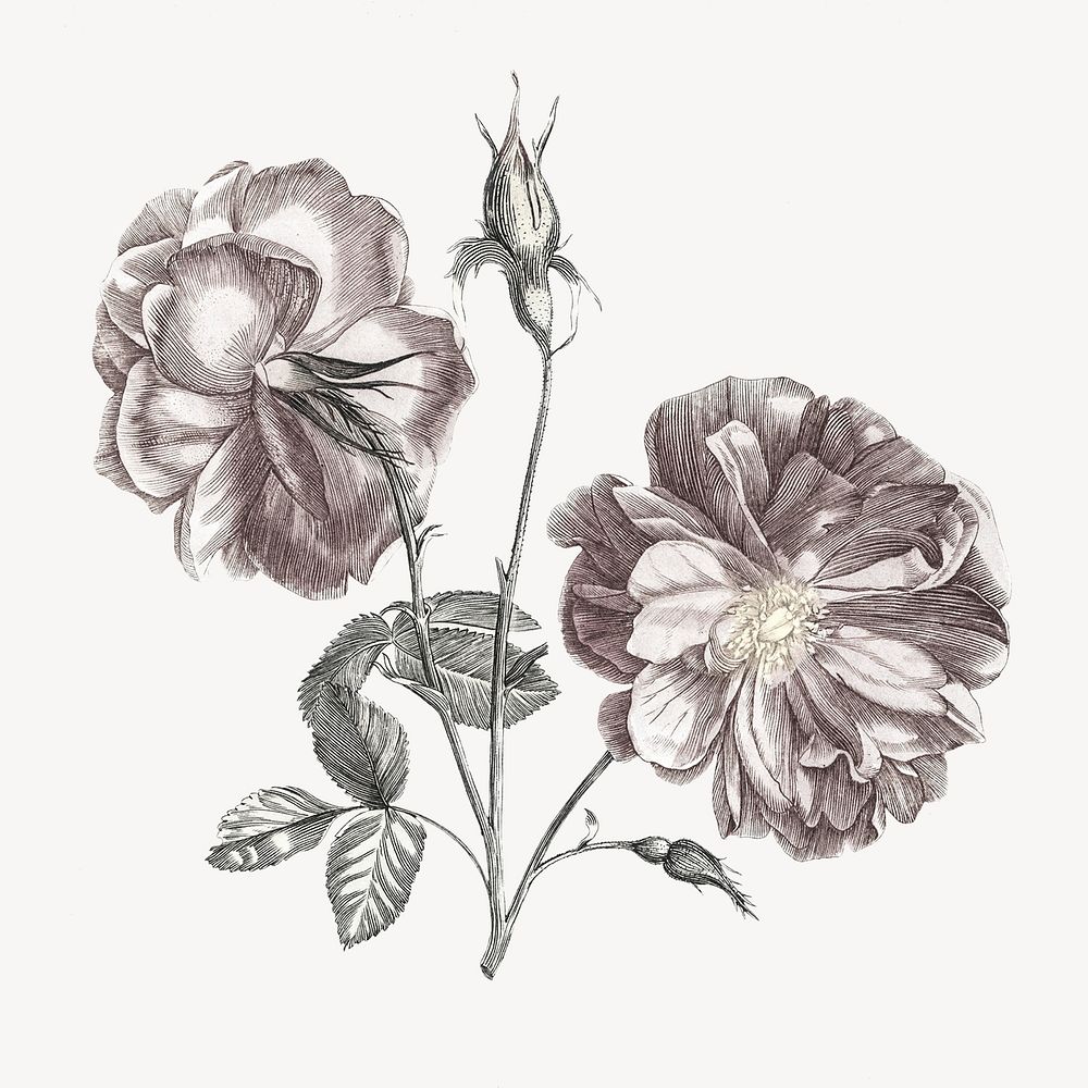 Camellia flower, vintage botanical illustration psd