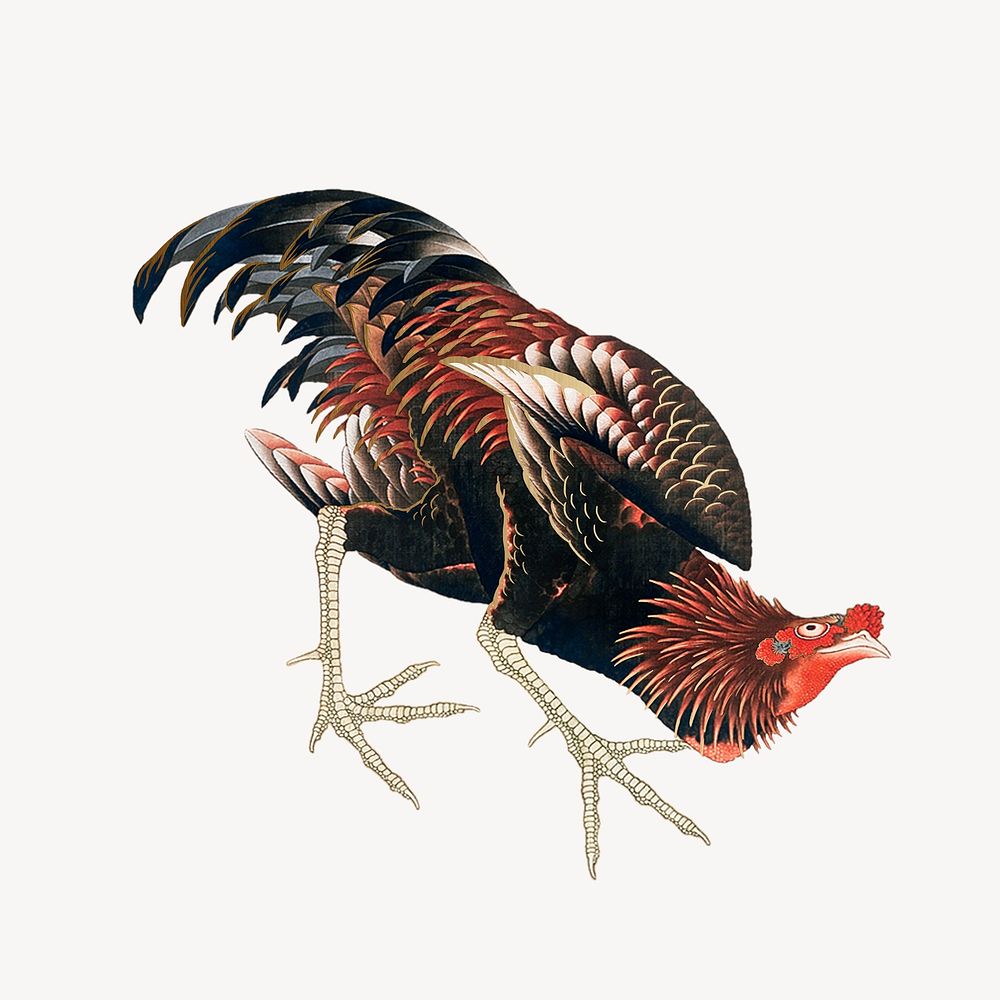 Hokusai's Gamecock, oriental chicken illustration psd