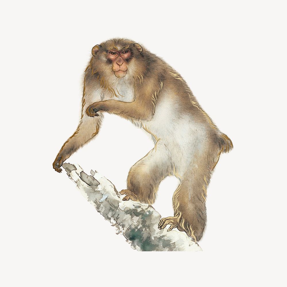 Japanese monkey, vintage wildlife illustration psd