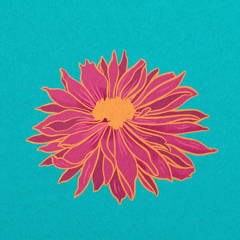 Vintage pink chrysanthemum flower illustration