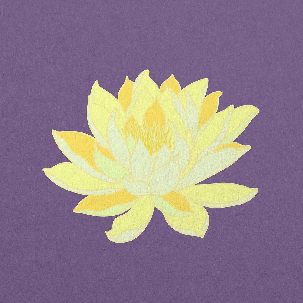 Vintage yellow water lily illustration