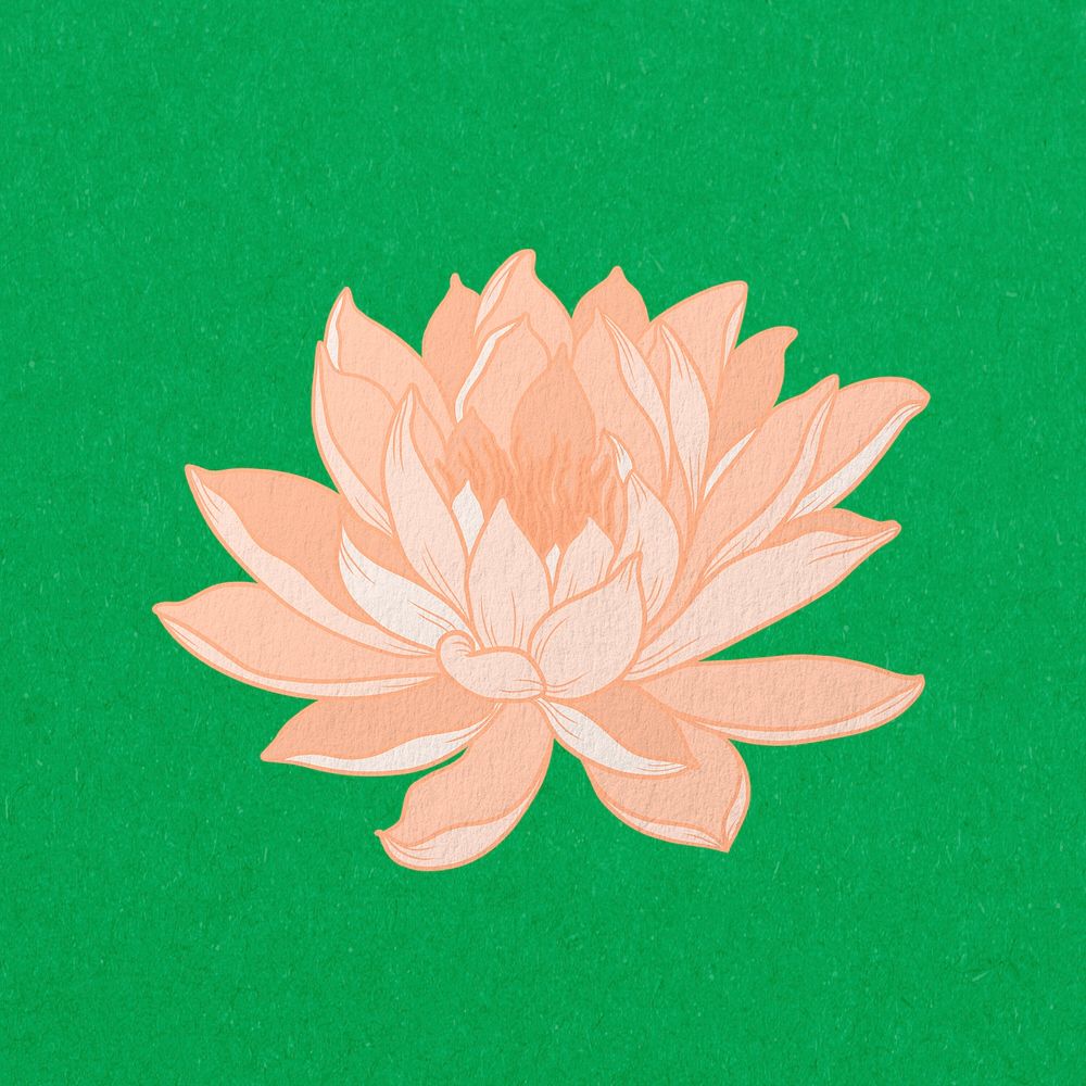 Vintage water lily illustration, collage element psd