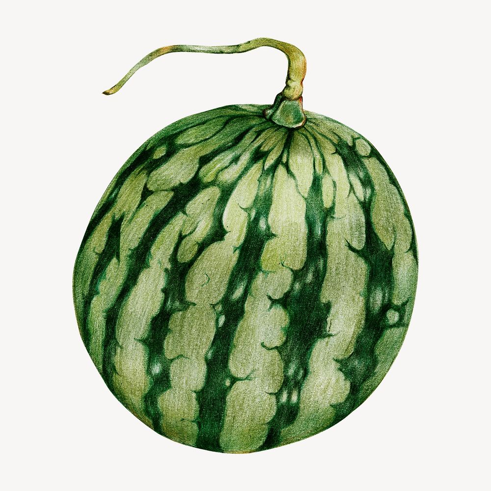 Watermelon, tropical fruit illustration